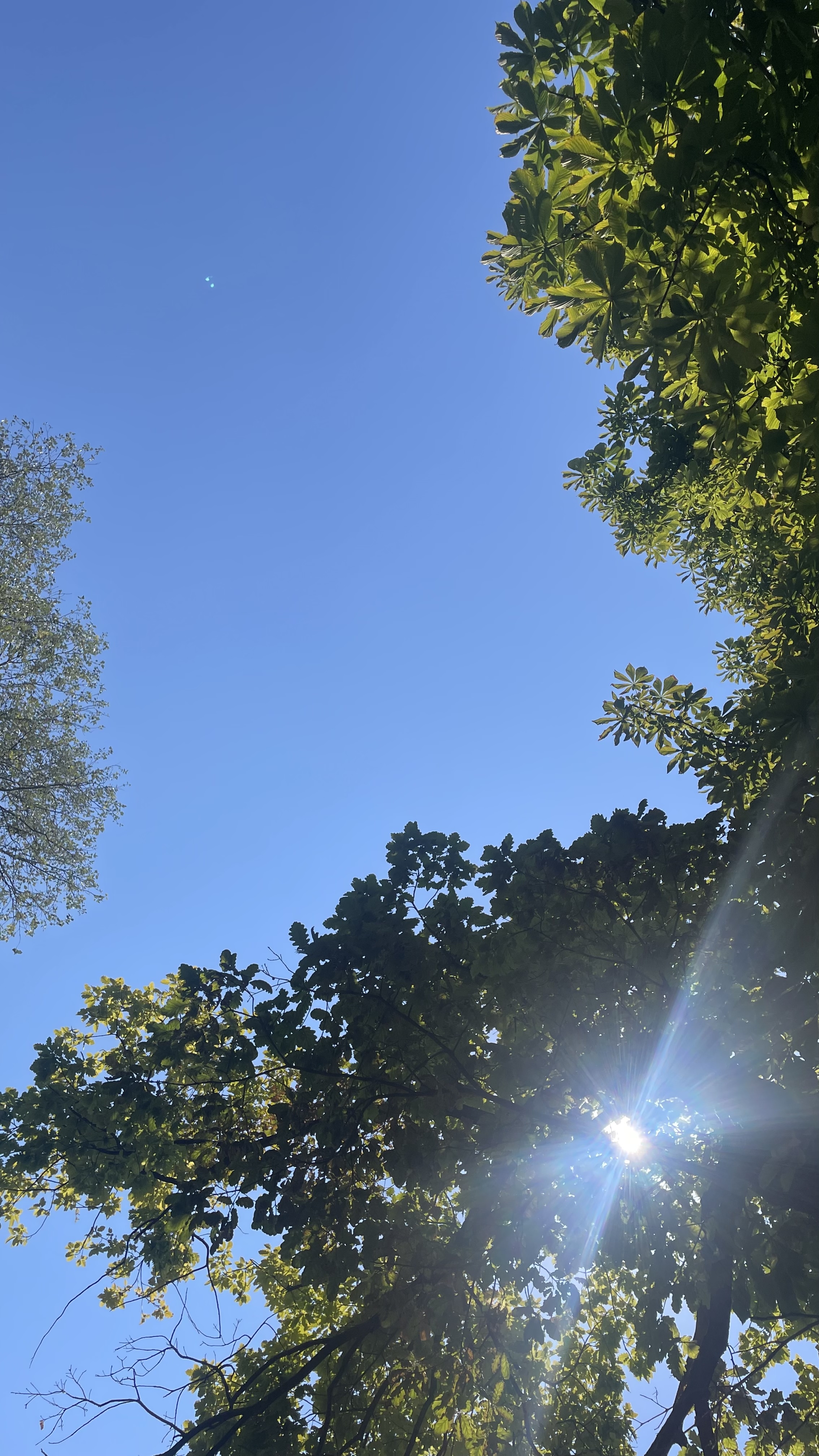 Looking up through green tree canopy at a clear blue sky with sunlight streaming through the leaves